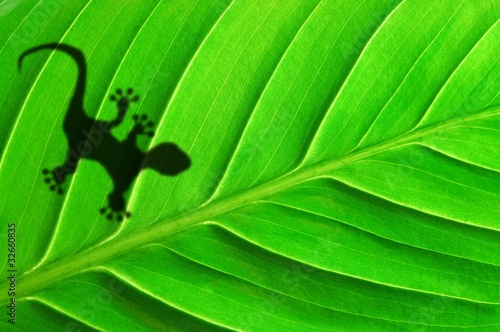 green jungle leaf and gecko