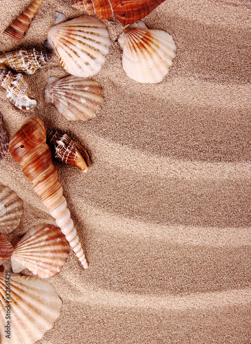 Sea shells on sand