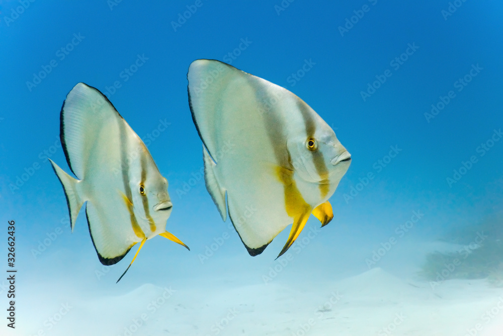 Longfin batfish from red sea