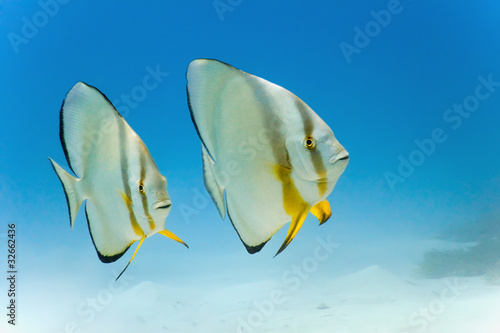 Obraz na płótnie Longfin batfish from red sea w salonie