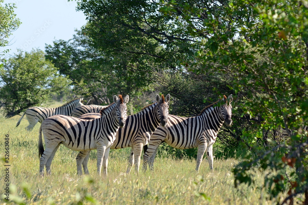 Obraz premium three curious zebras