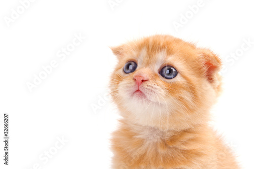 Scottish fold kitten isolated on white background