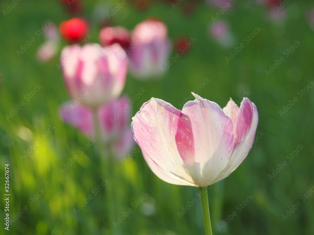 rosa Tulpe rosa Tulpe