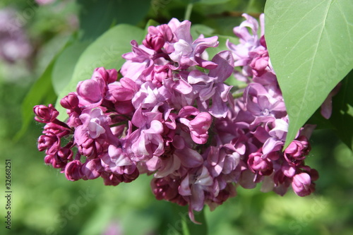 Branch of Purple Lilac in a spring garden photo