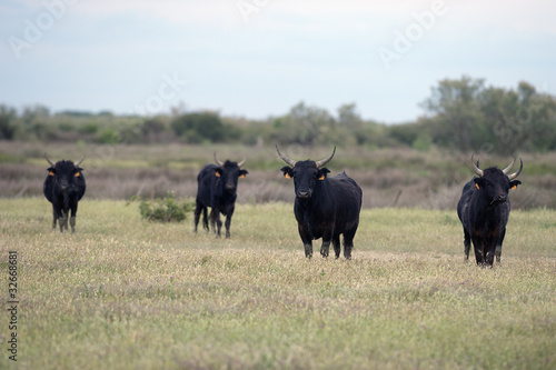 Camargue bulls