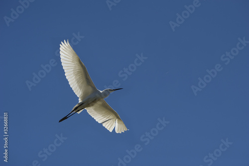 Egret (Egretta garzetta)