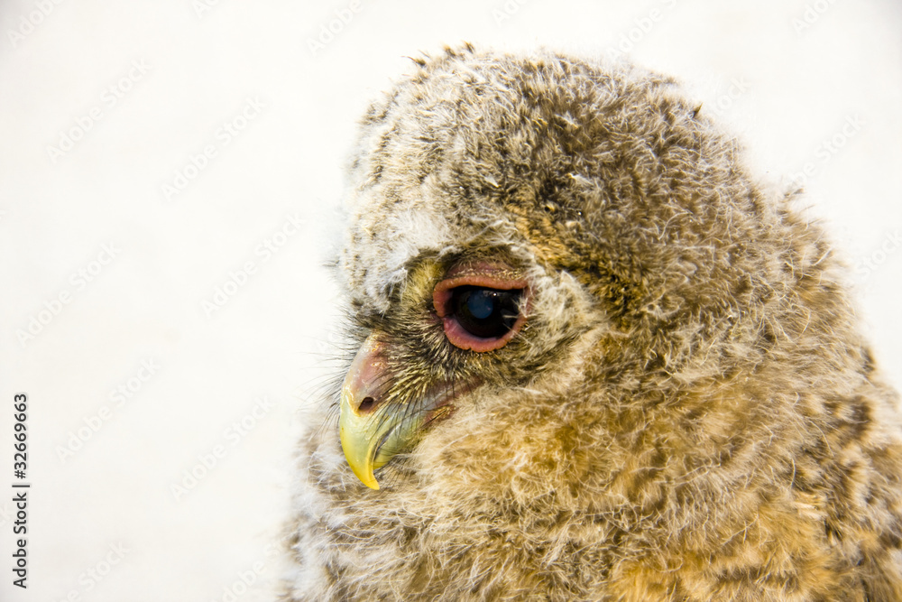 Very young long-eared owl (Asio otus) chick Very young long-eared owl (Asio otus) chick