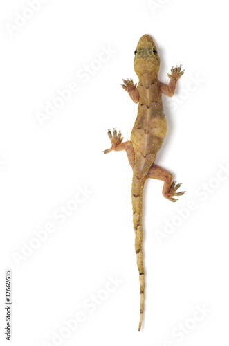 Gecko lizard in vertical climb