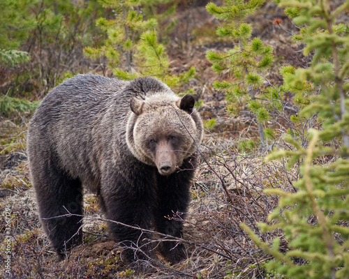 Grizzly Bear © Jean-Edouard Rozey