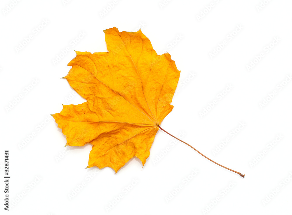 Dry maple leaf Dry maple leaf