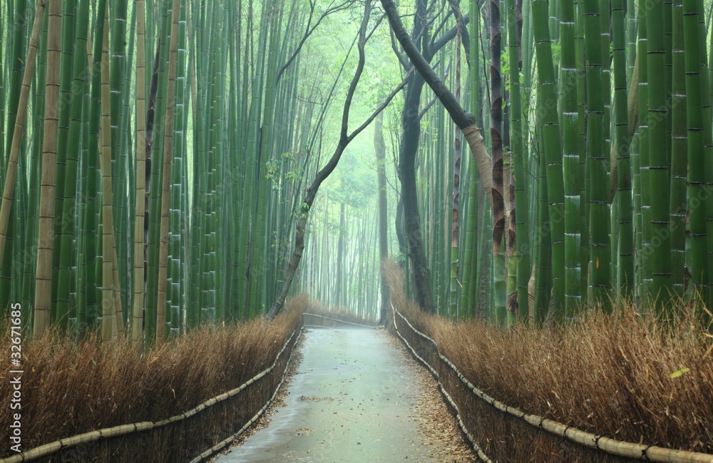 Fototapeta 3D bambusowa leśna ścieżka
