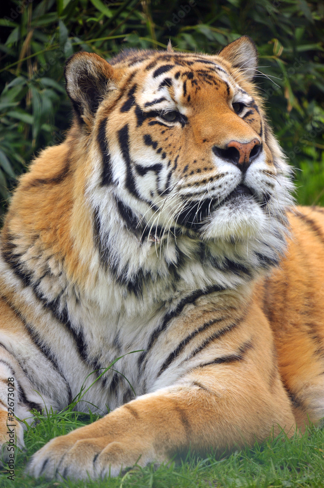 Fototapeta premium the Siberian tiger (Panthera tigris altaica)