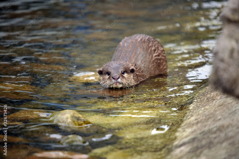 young Otter in the river young Otter in the river