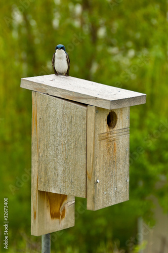 Bird on a Bird house