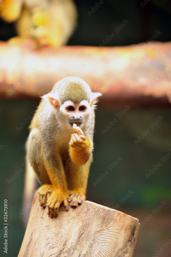 The common squirrel monkey (Saimiri sciureus) The common squirrel monkey (Saimiri sciureus)