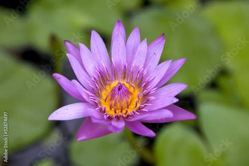 lotus © michaelstockfoto