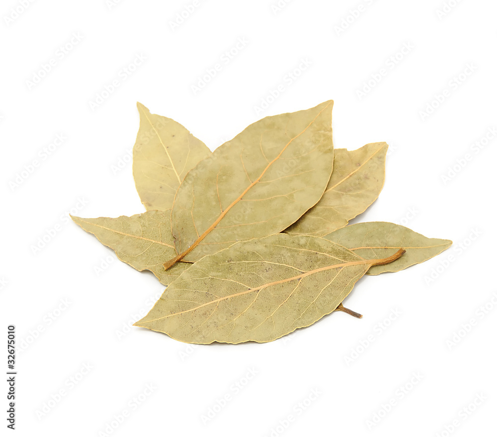 Dried Bay Leaves Isolated on White Background