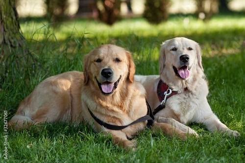 Portrait of two young beauty dogs