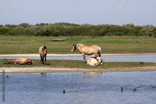 Horses on an Island © Joop Hoek