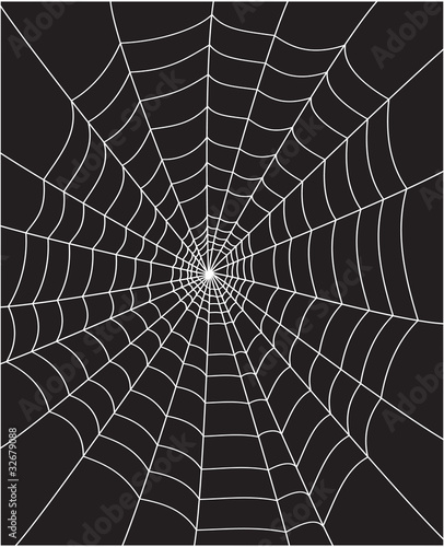 spider web © tribalium81