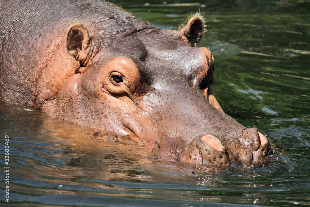 Fototapeta premium hippopotamus