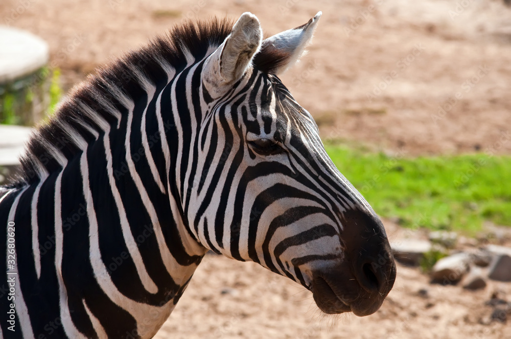 Naklejka premium Zebra.