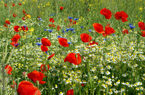 Blumenwiese photo