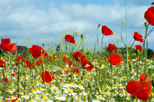 Fototapeta Naklejka Na Ścianę i Meble -  Blumenwiese