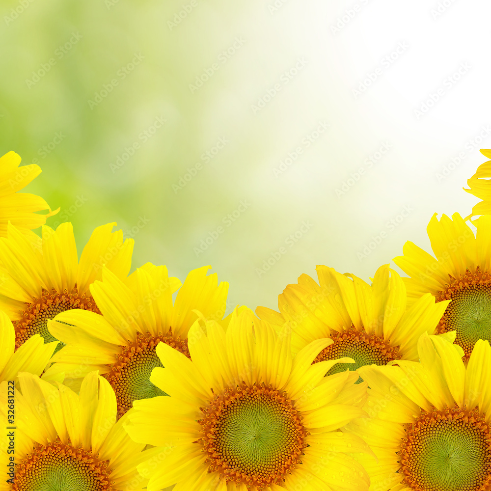 Obraz premium Beautiful yellow Sunflower background