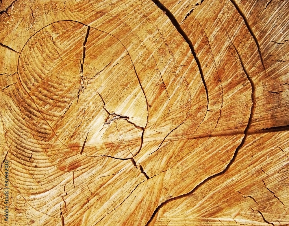 Fototapeta premium Old wood cut texture