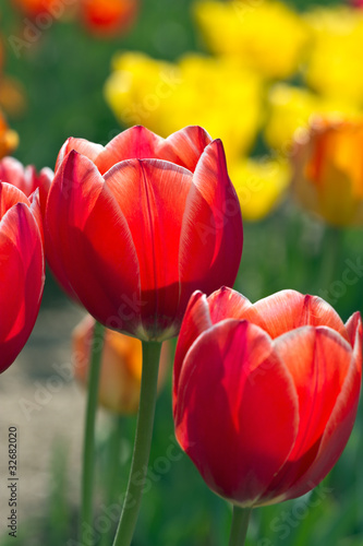 Tulips in bloom