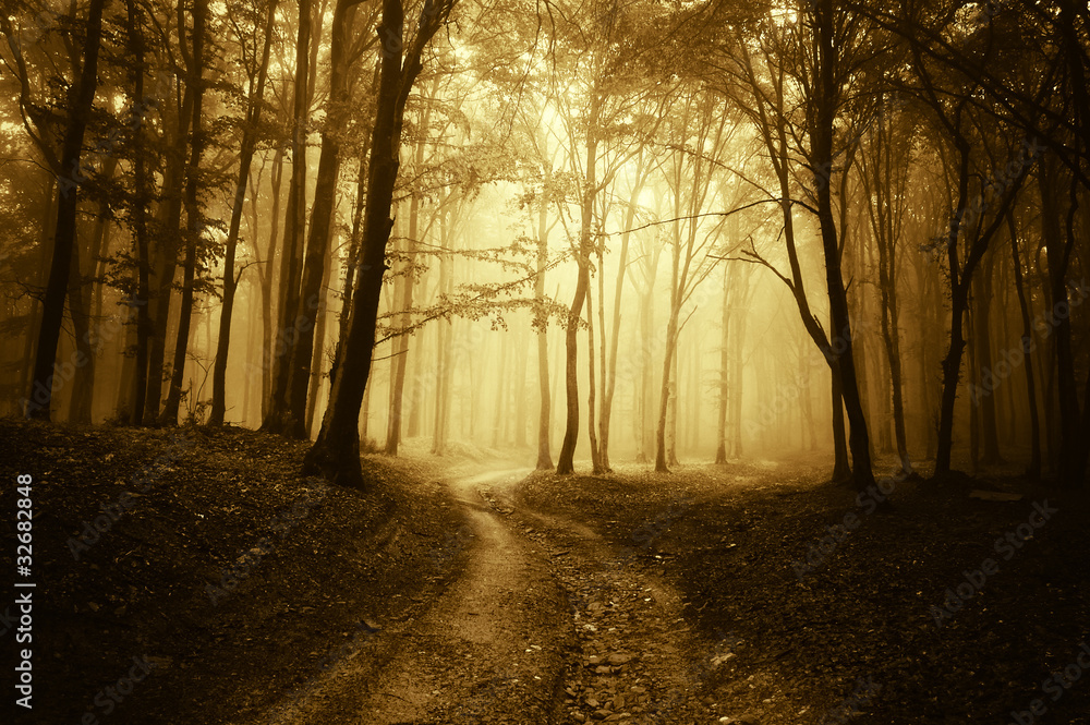 horror scene with a road through golden forest with dark trees