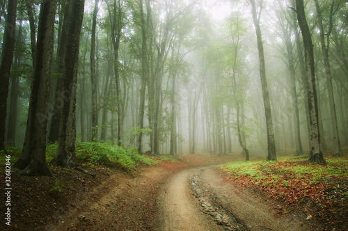 road in the woods trough the fog