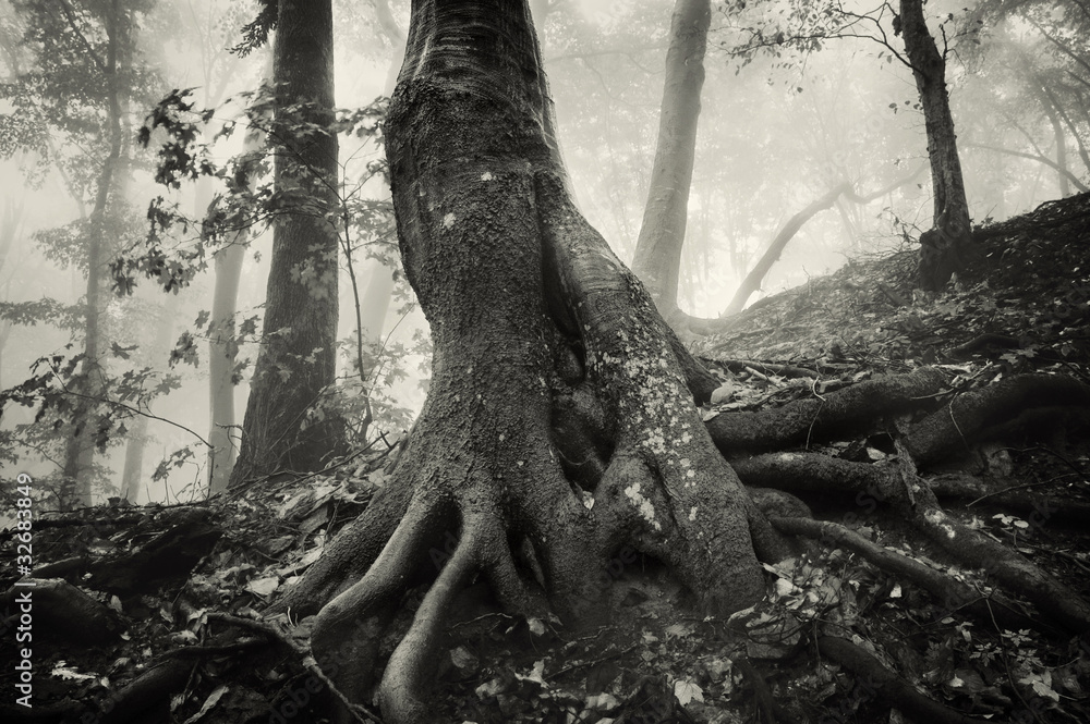 old tree with huge roots in a spooky forest with dark fog Stock Photo ...
