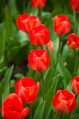 Red  tulips .