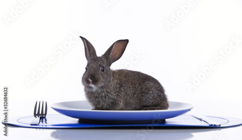 Rabbit in a plate