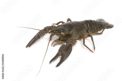 Flusskrebs  Crayfish  Astacoidea