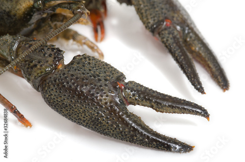 Flusskrebs, Crayfish, Astacoidea photo