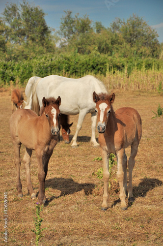 Poulains en Camargue