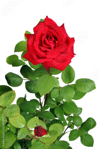Red rose with leaves isolated on white background