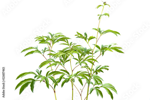 young shrub peony