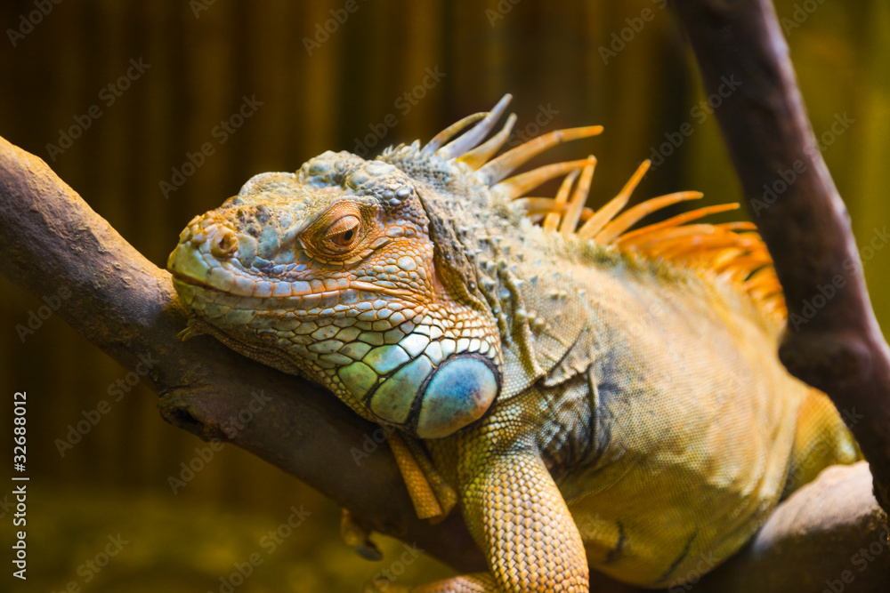 Fototapeta premium Big iguana lizard in terrarium