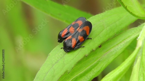 Gemeine Blutzikade - Cercopis vulnerata photo