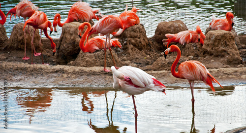 Photography Pink flamingo in the Moscow Zoo