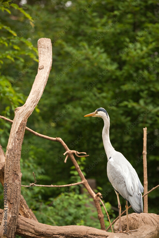 Fototapeta premium Fischreiher - Graureiher - Ardea cinerea