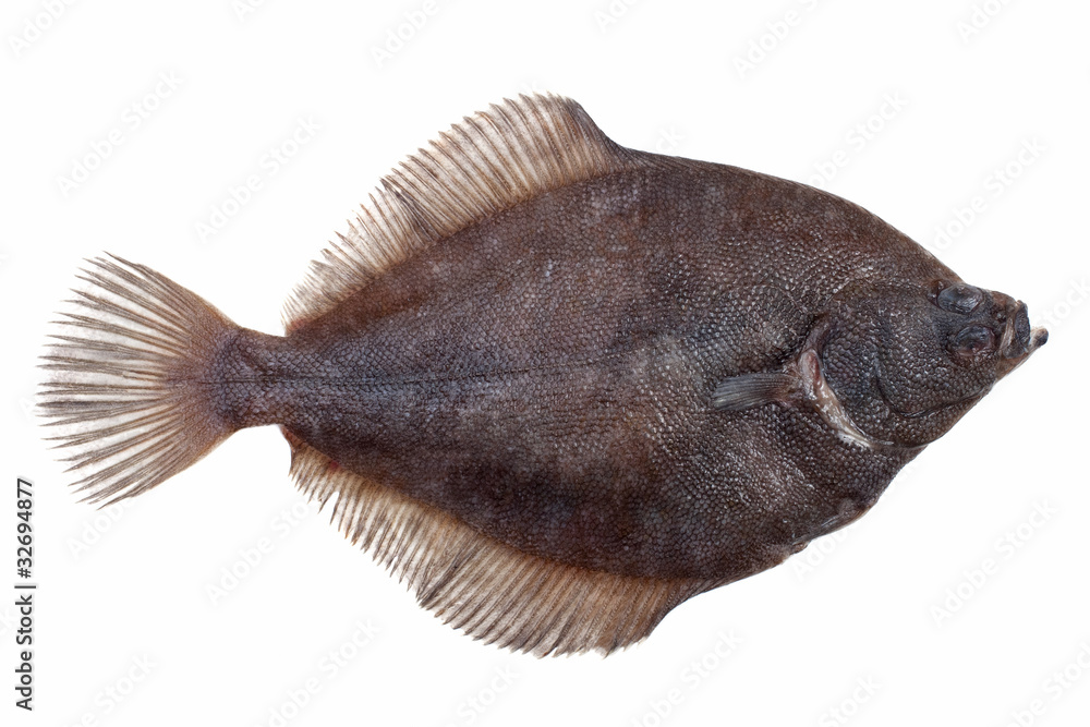 Naklejka premium Fresh caught plaice lying on a white