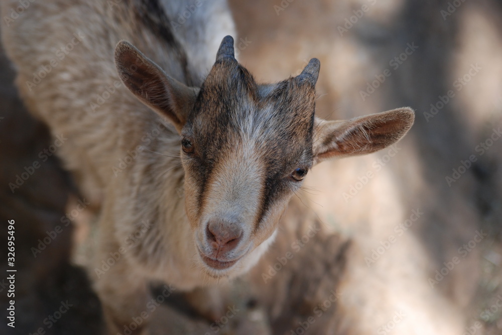 Fototapeta premium chevrette