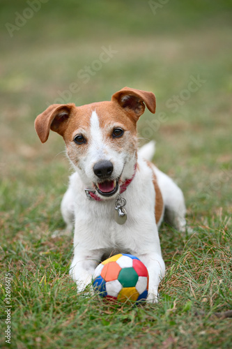 Parson Jack Russell Terrier playing with a ball on the grass