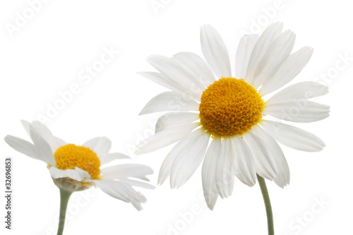 chamomile flowers in isolation