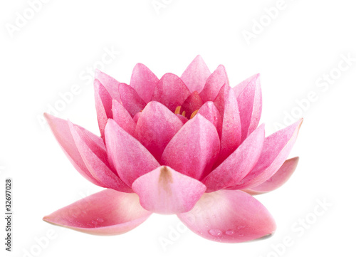Pink water lily closeup isolated over white background